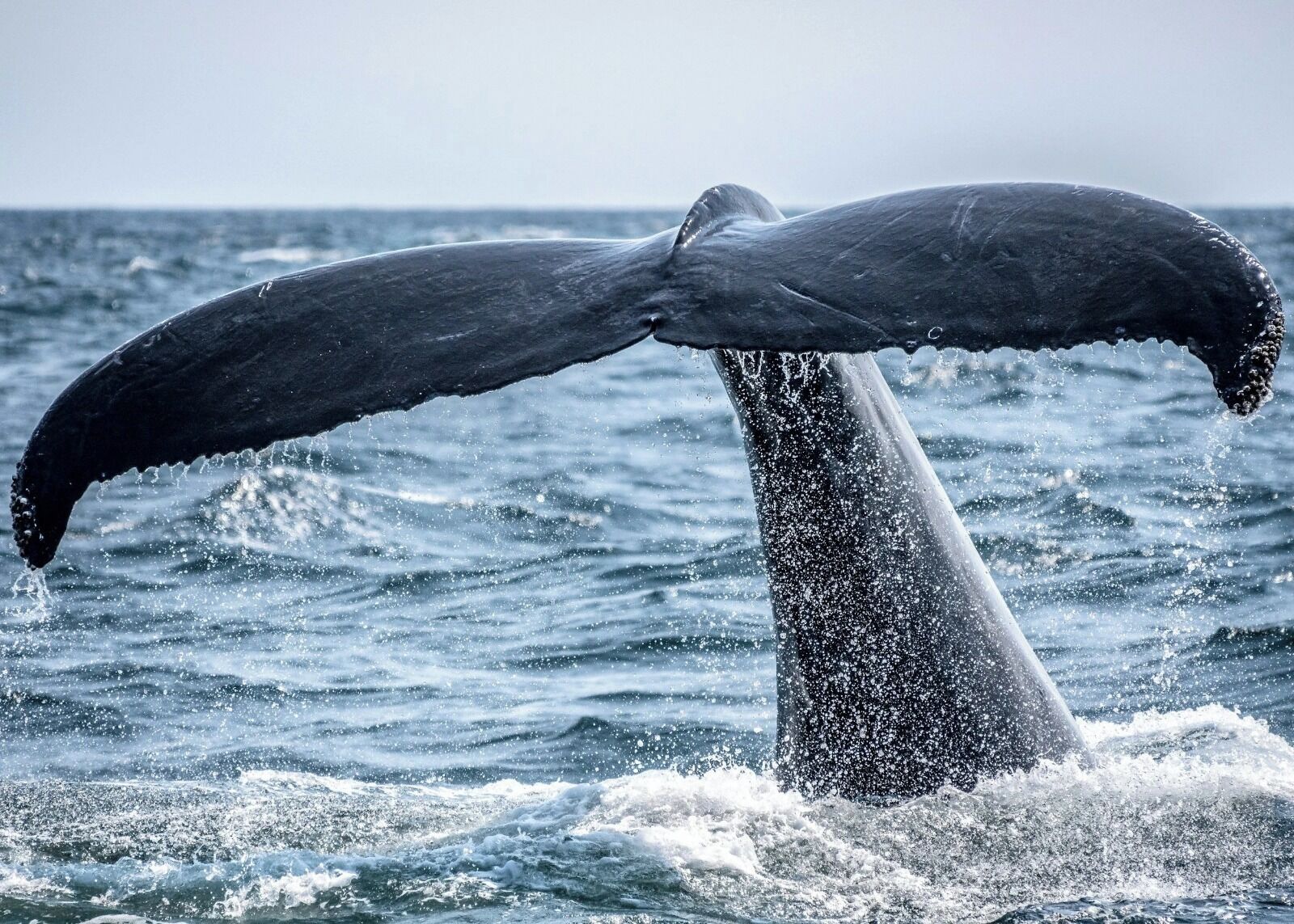 Der Schwanz eines Wals ragt aus dem Wasser und deutet auf eine maritime Umgebung hin.