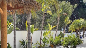 Ein tropischer Garten mit einer Holzpergola, verschiedenen Pflanzen und einer weißen Wand.