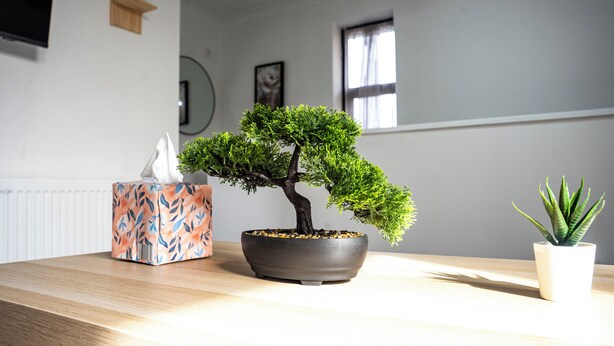 Ein Zimmer mit einem Bonsai-Baum in einem schwarzen Topf, einer Taschentuchbox und einer kleinen Topfpflanze auf einem Holztisch.