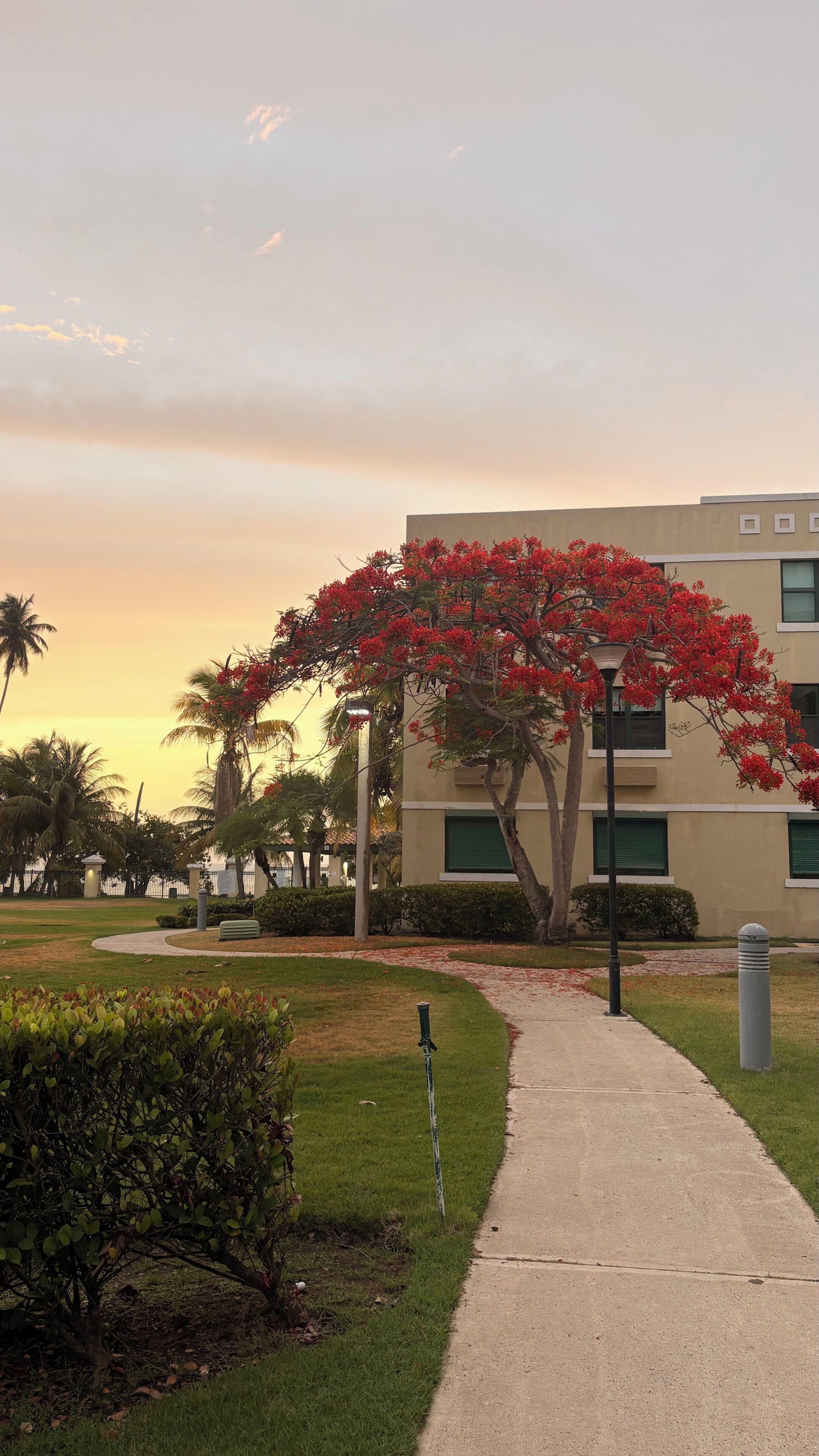 A pathway leading to a building with a red flowering tree, a lamp post, and a grassy area with bushes.