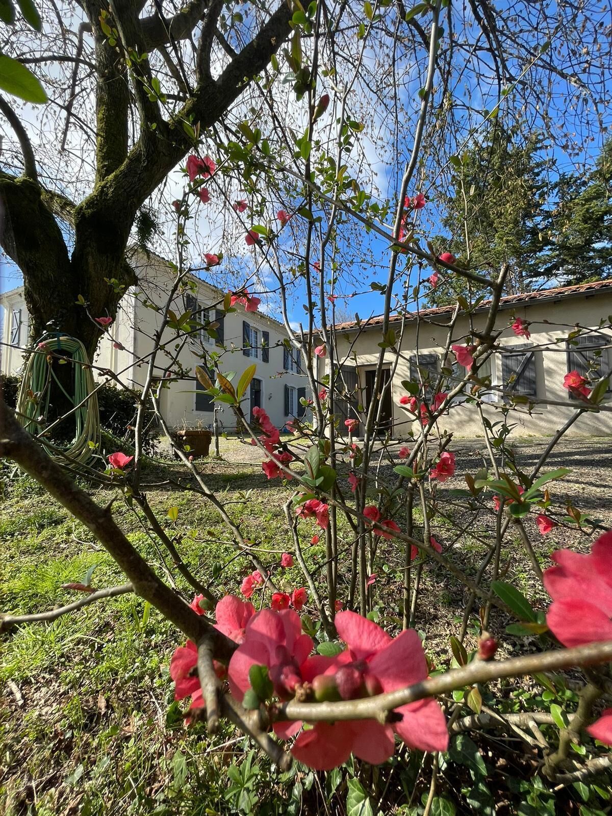 A tree with pink flowers in front of a building with a tiled roof.. Bed & Breakfast