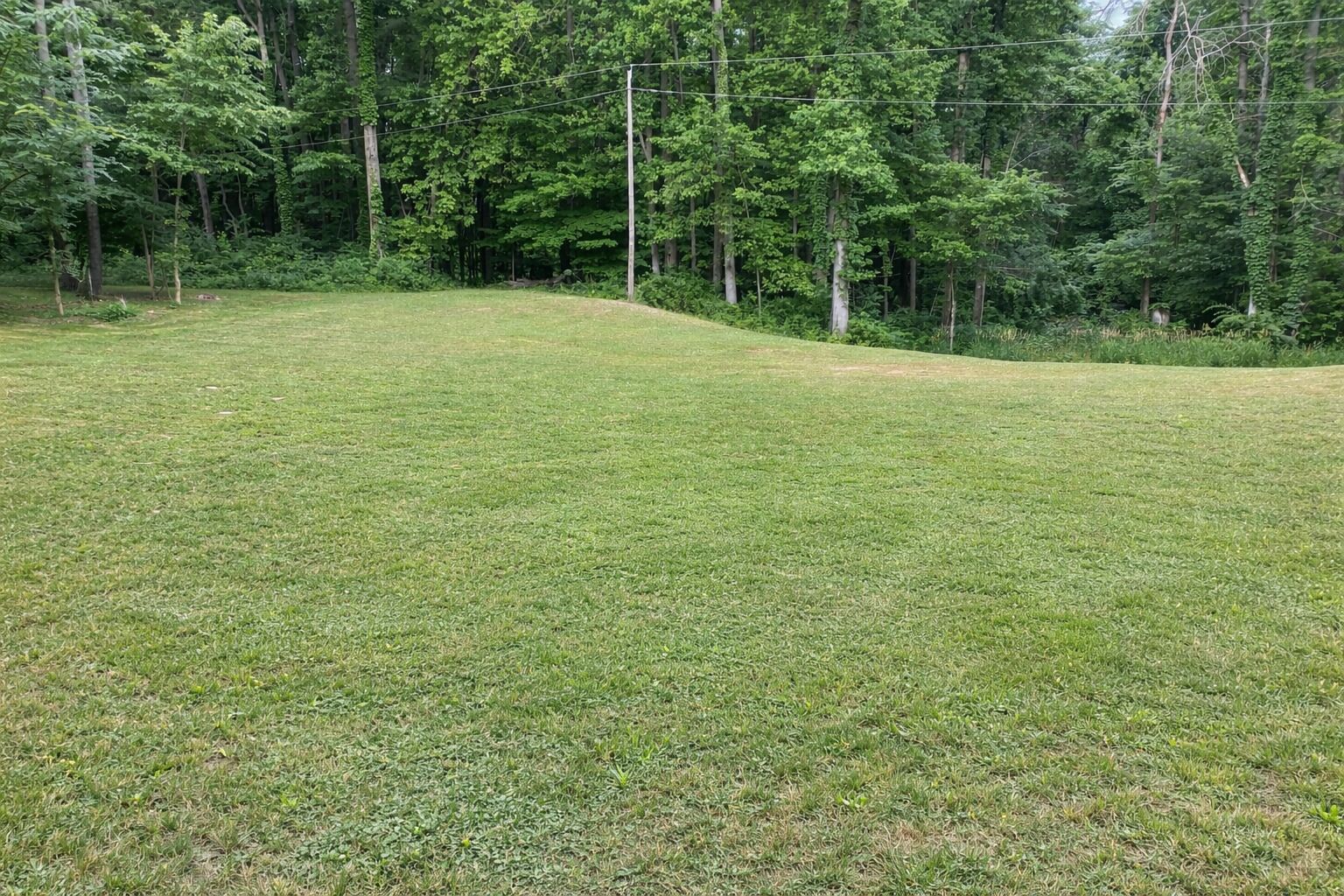 A grassy outdoor area with trees in the background.