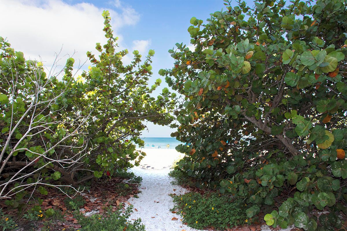 Un sentier menant à une plage, bordé d’une végétation luxuriante.