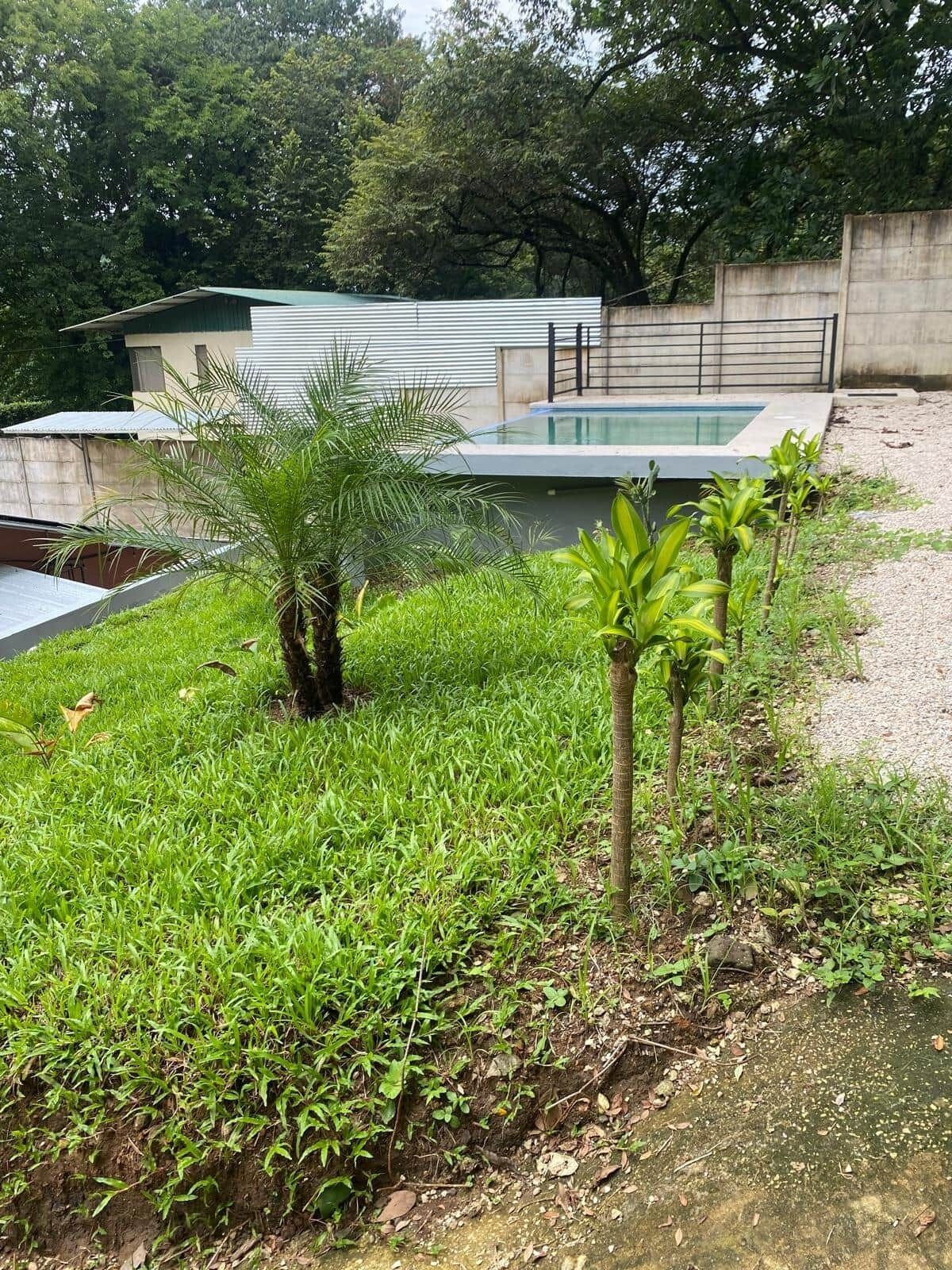 A residential area with a swimming pool, a small palm tree, and a concrete wall.