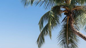 A beach with a palm tree, clear blue sky, and ocean. - 2BR Partial Ocean View on Beach | Sol de Arena A5 (Las Terrenas)