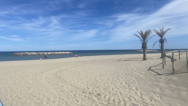 En sandstrand med palmer, en klar himmel och en stenmur som bryter vågorna en bit bort.