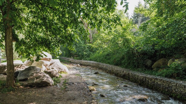 Un arroyo natural con rocas y árboles, rodeado de follaje.