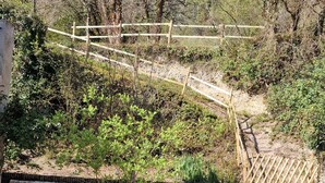 Ein Garten mit einer Holzbrücke, einer Steinmauer und einer Rasenfläche mit gelben Blumen.