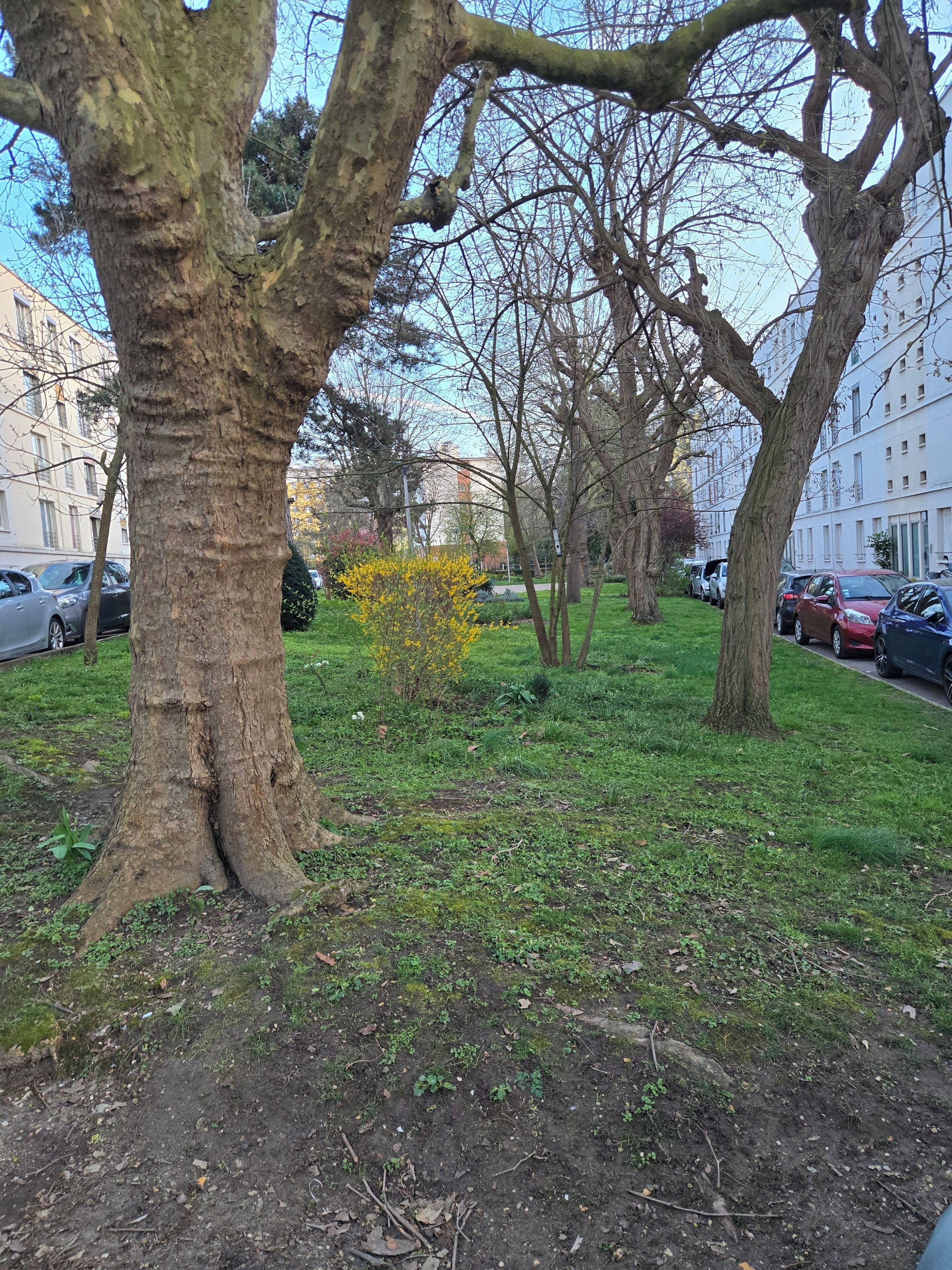 Un parc bordé d’arbres, avec de l’herbe, un petit arbuste aux fleurs jaunes et des voitures garées.
