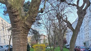 Ein von Bäumen gesäumter Park mit Rasen, ein kleiner Busch mit gelben Blüten und geparkte Autos.