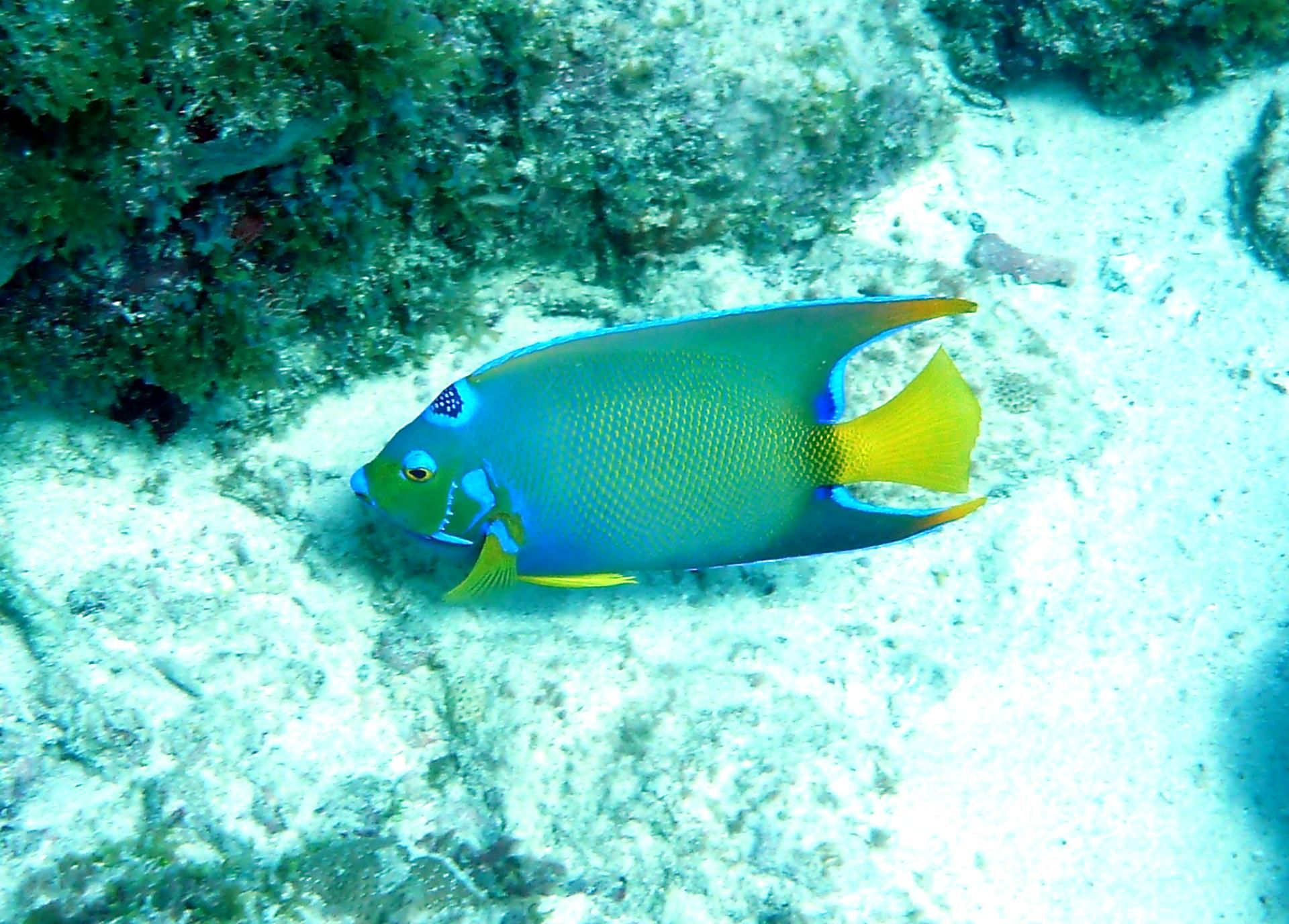A fish with blue and yellow colors swimming near a coral reef.