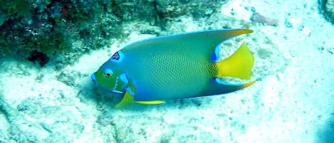 Ein Fisch in Blau- und Gelbtönen schwimmt in der Nähe eines Korallenriffs.