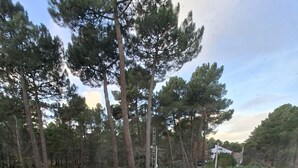 Une cour avec une zone pavée, de grands arbres, une échelle et une clôture blanche.