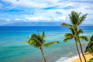 Ein Strand mit Palmen und Blick auf den Ozean.