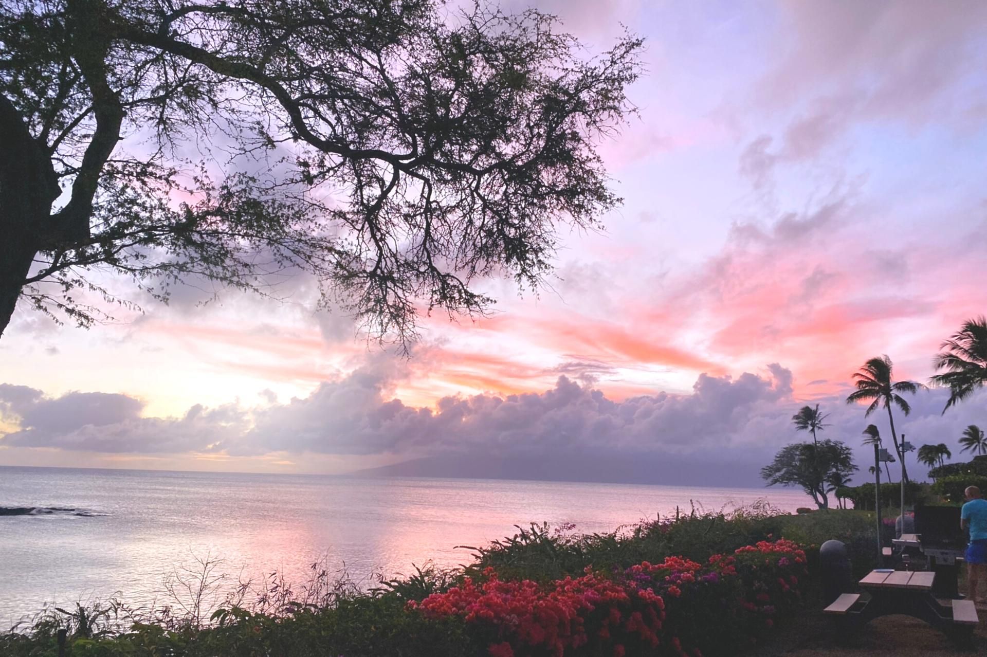 A coastal scene with a sunset, palm trees, and a body of water.