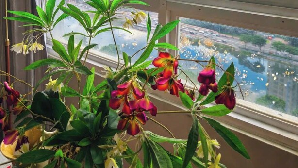 A window with a view of a cityscape and a plant in the foreground. - BMC BUILDING (Ho Chi Minh City)