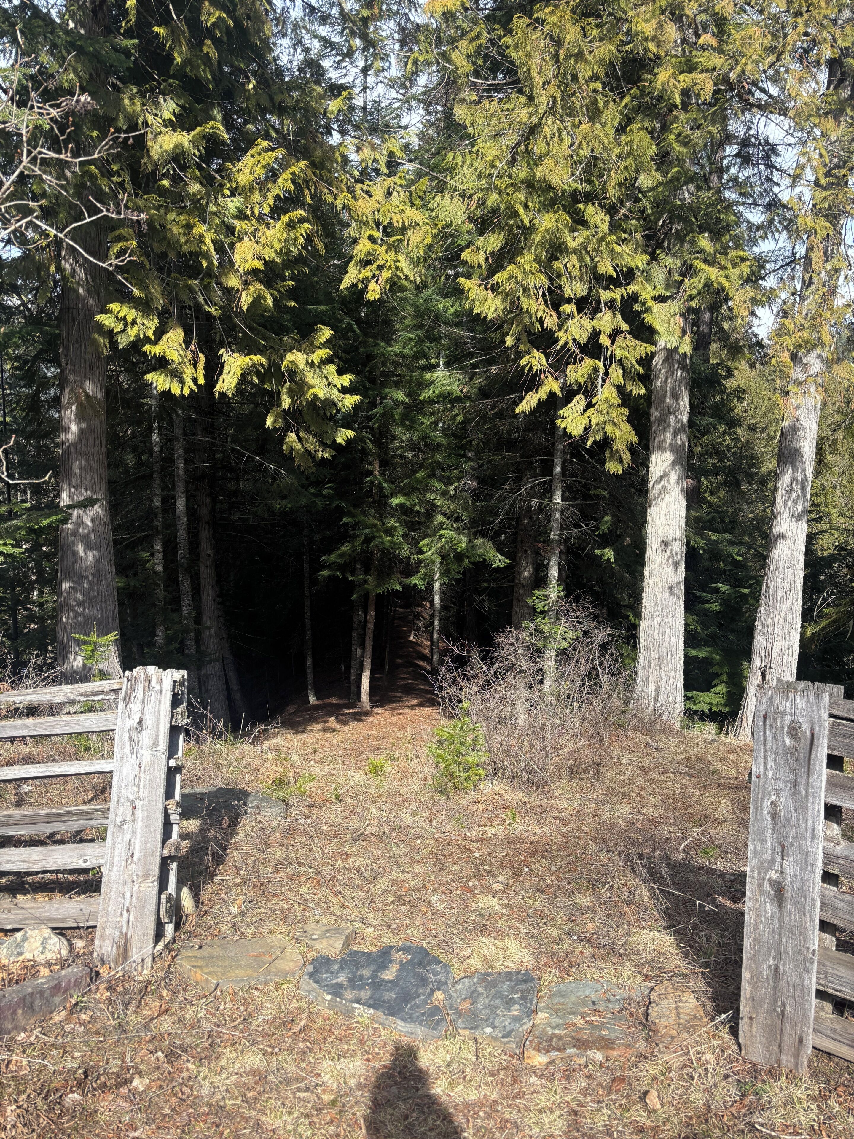 A forested area with a wooden gate and a stone pathway.