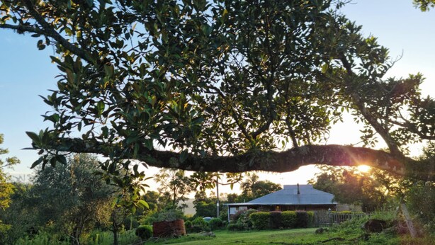 Une maison avec un grand arbre devant, entourée d’une cour verdoyante et de divers arbustes.