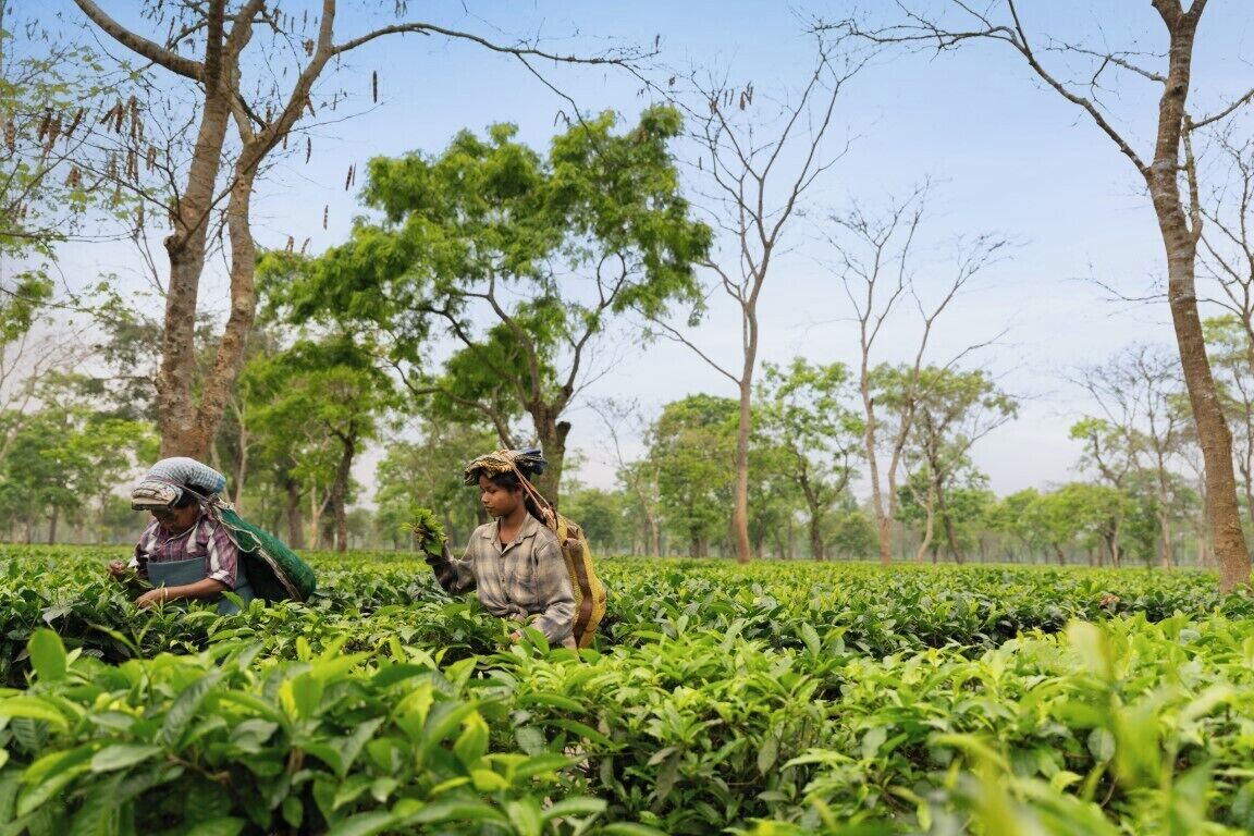 A person in a field with tea plants, wearing a hat and carrying a bag.