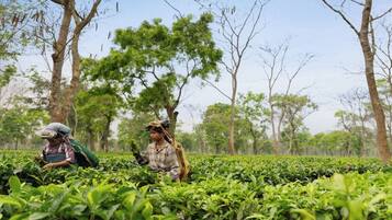 A person in a field with tea plants, wearing a hat and carrying a bag.