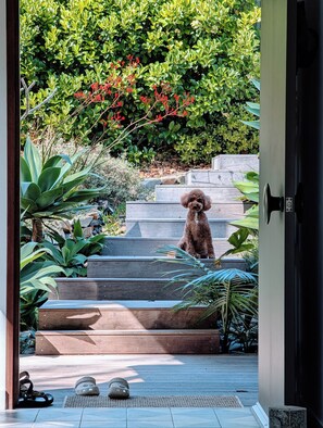 Un caniche assis sur les marches extérieures, avec vue sur un jardin.