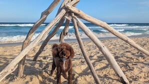 En strandscen med en hund som står under en provisorisk träkonstruktion.