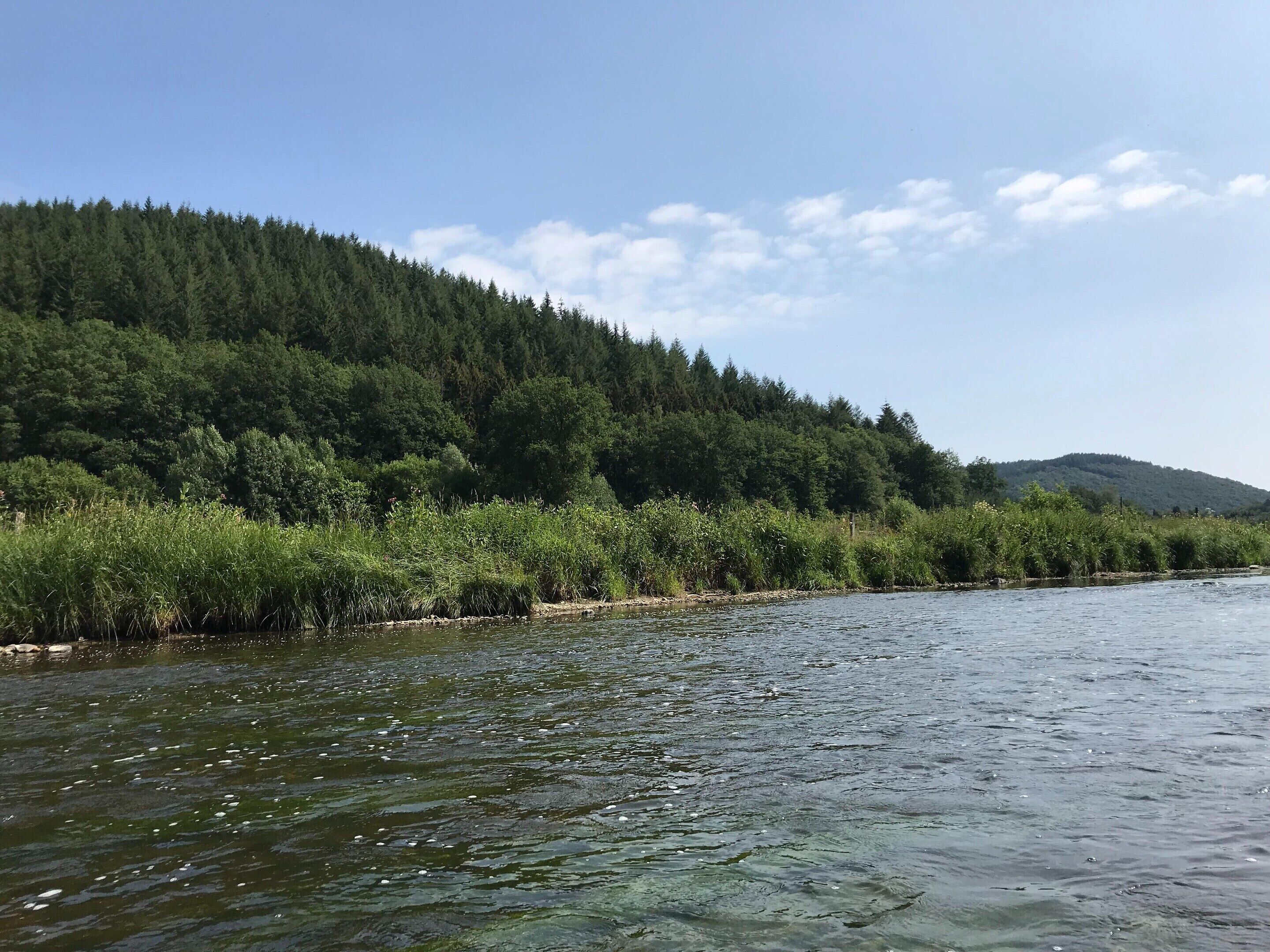Un río con un bosque denso a un lado y un cielo despejado.