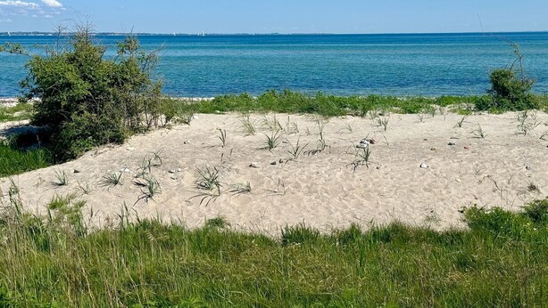 A sandy beach with sparse vegetation and a clear blue sea. - Ferienhof Birkblick "Tannengrün" (Gelting)