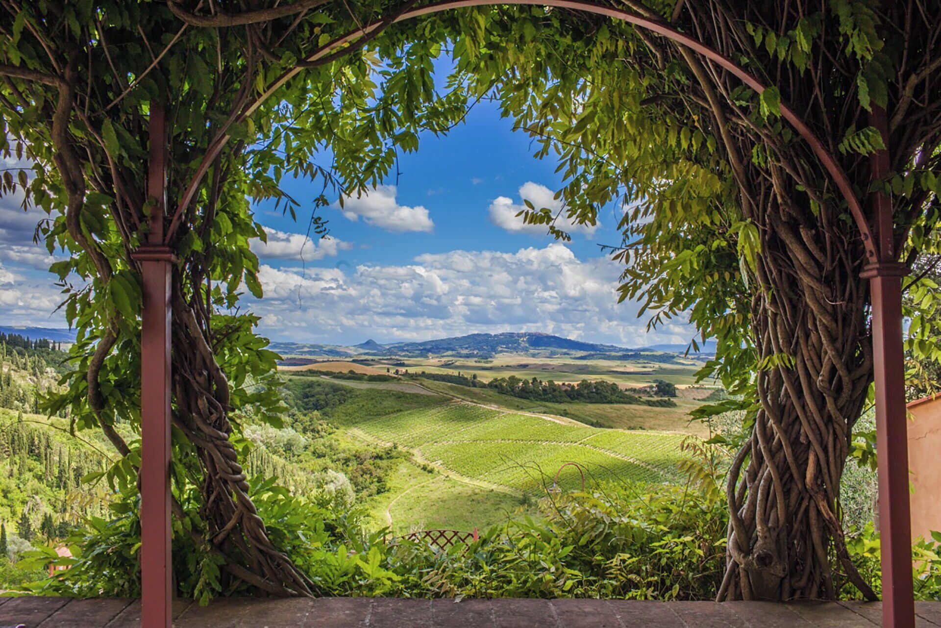 A vineyard landscape with a pergola structure.