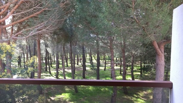 On peut voir, à travers une fenêtre, une zone boisée avec des arbres et de l’herbe.