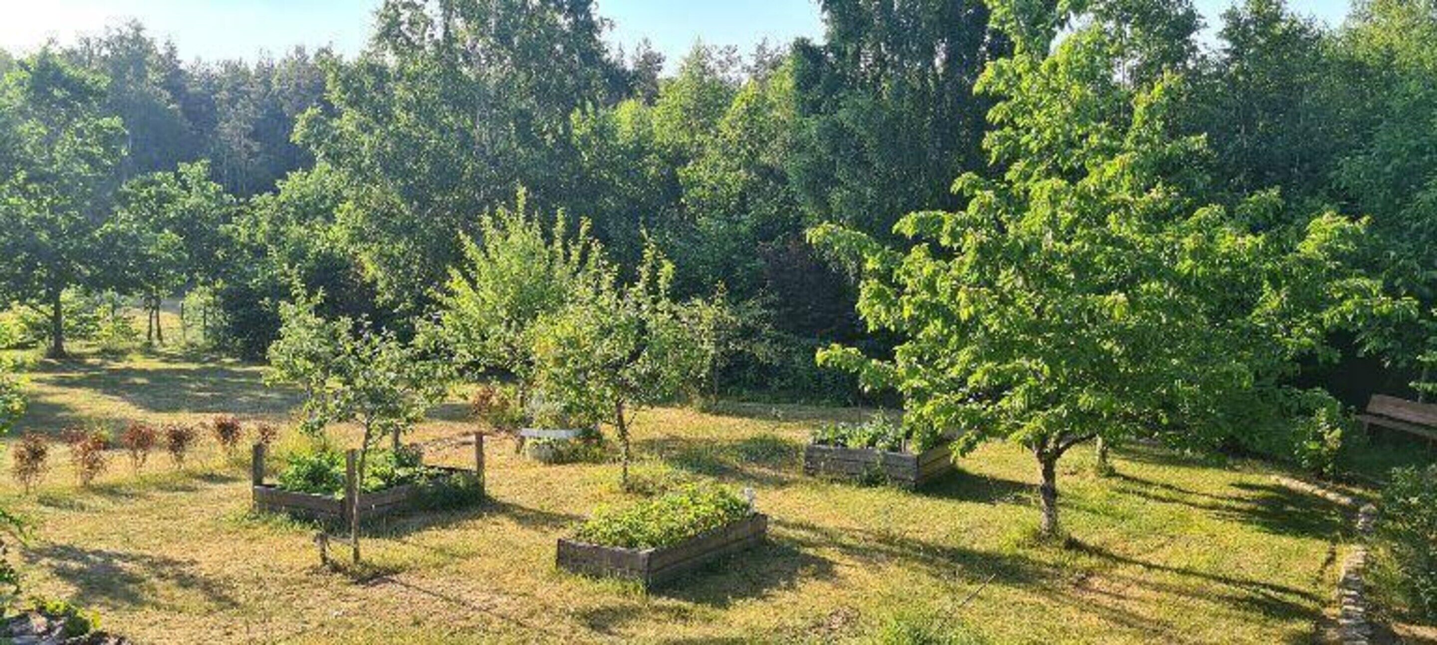 A garden with trees and raised beds, likely a landscaped area.