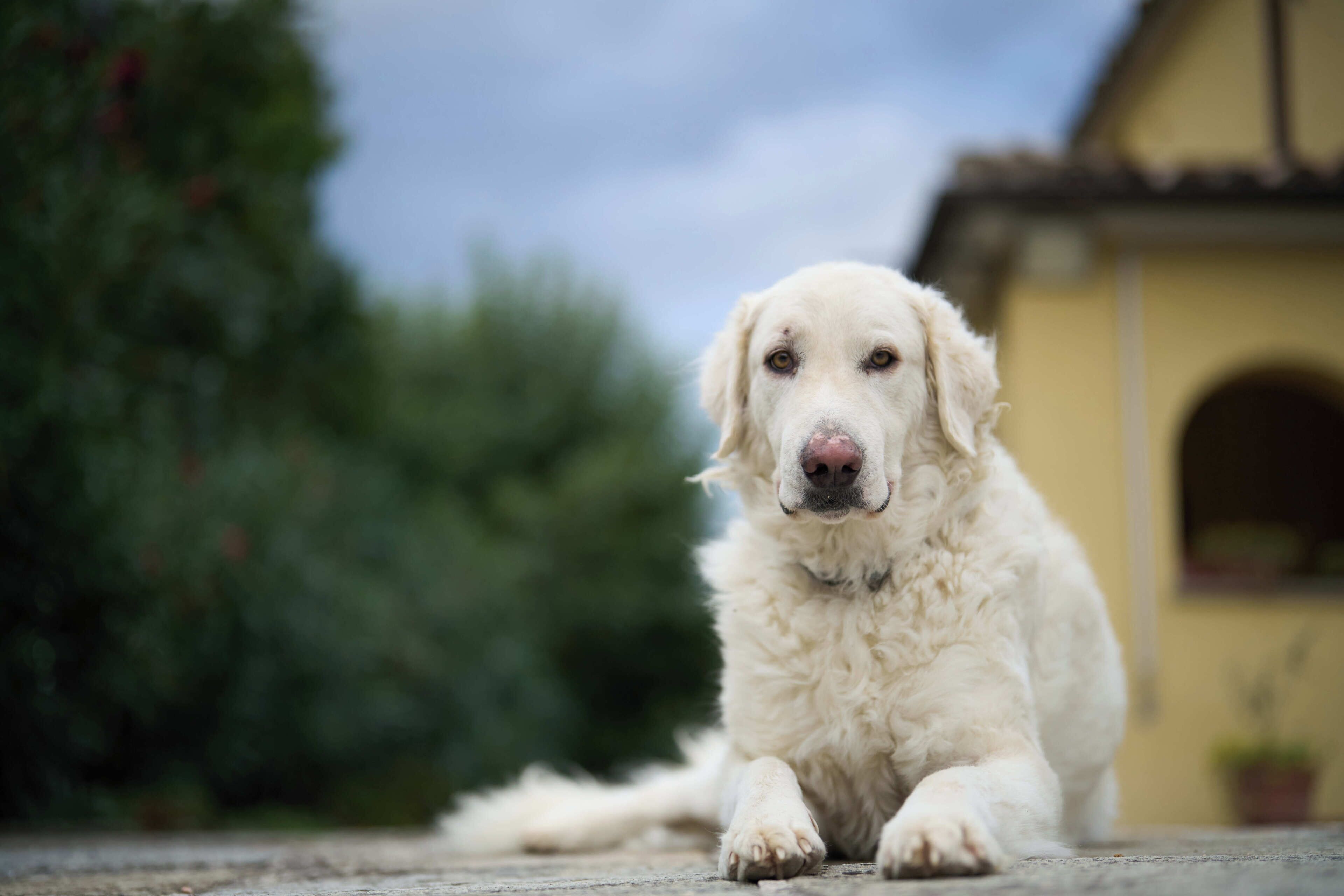 Animaux de compagnie acceptés