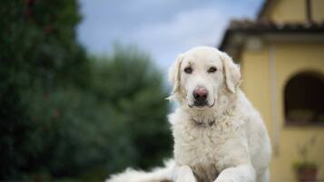 Animaux de compagnie acceptés