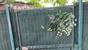 Una verja metálica verde con un letrero circular rojo, un objeto blanco pequeño y plantas verdes creciendo en ella.