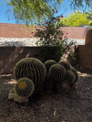 Property grounds -  Saguaro West Retreat, Fire Pit, Desert Views & Peaceful Stay! Animal friendly (Tucson)