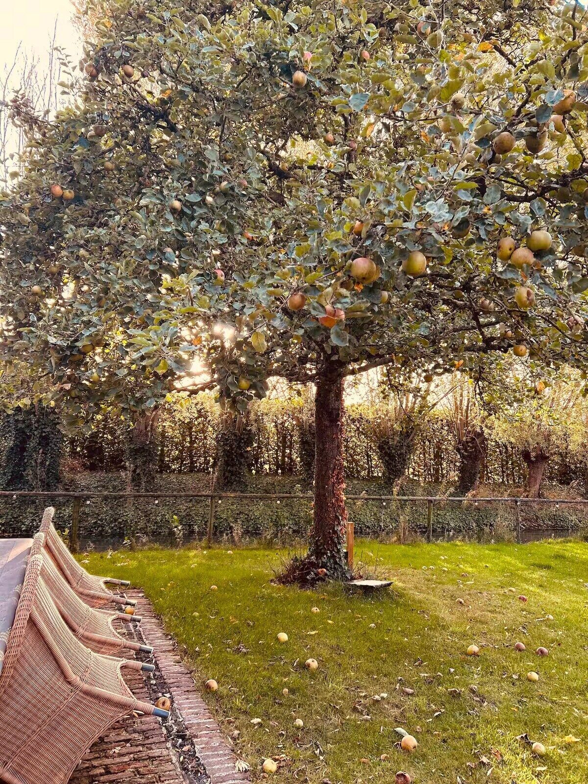 Un árbol con manzanas, una zona de césped y un sendero de ladrillo.