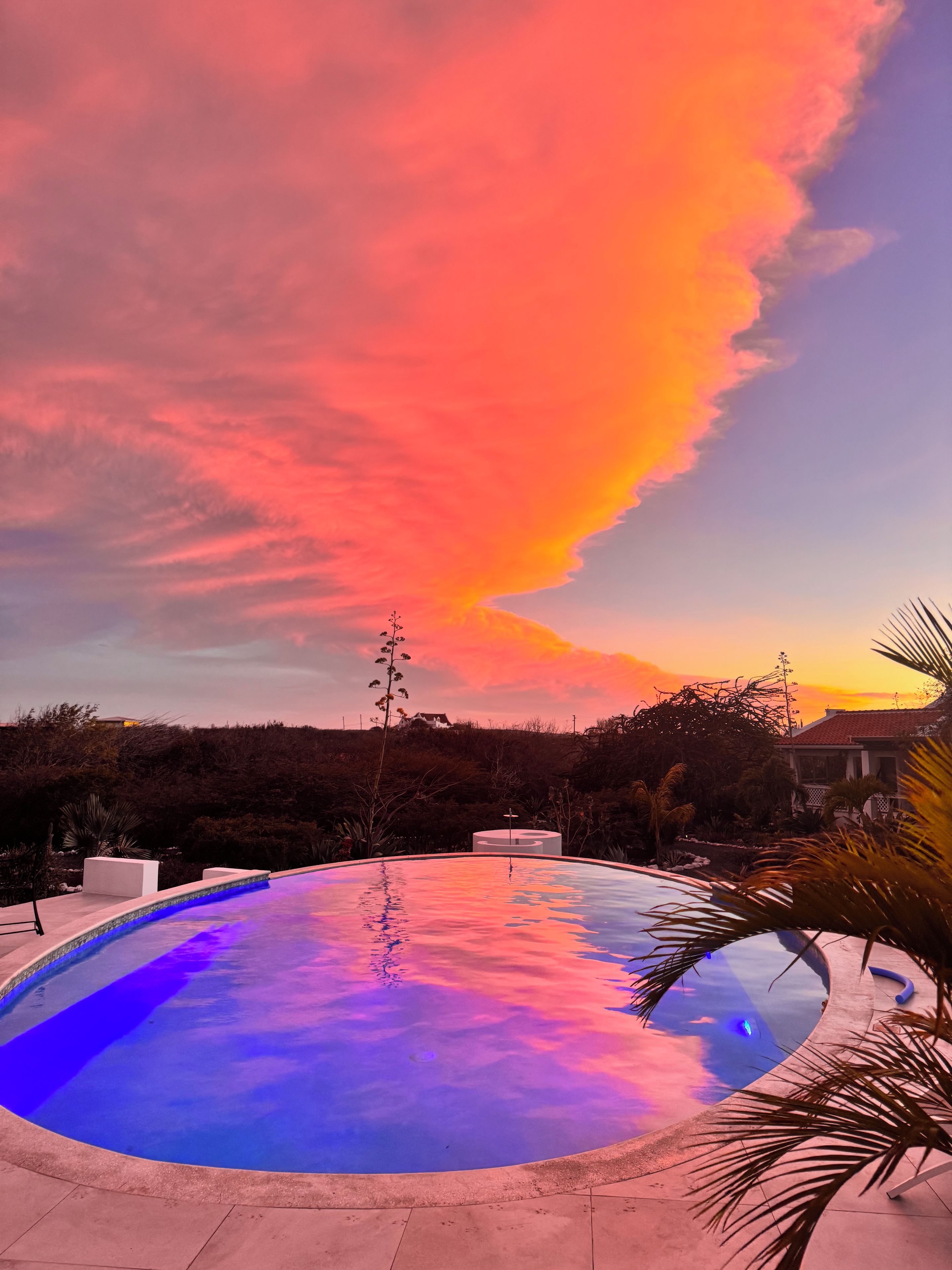 Una piscina de borde curvo, rodeada por una zona ajardinada con palmeras y vistas a una casa al fondo.