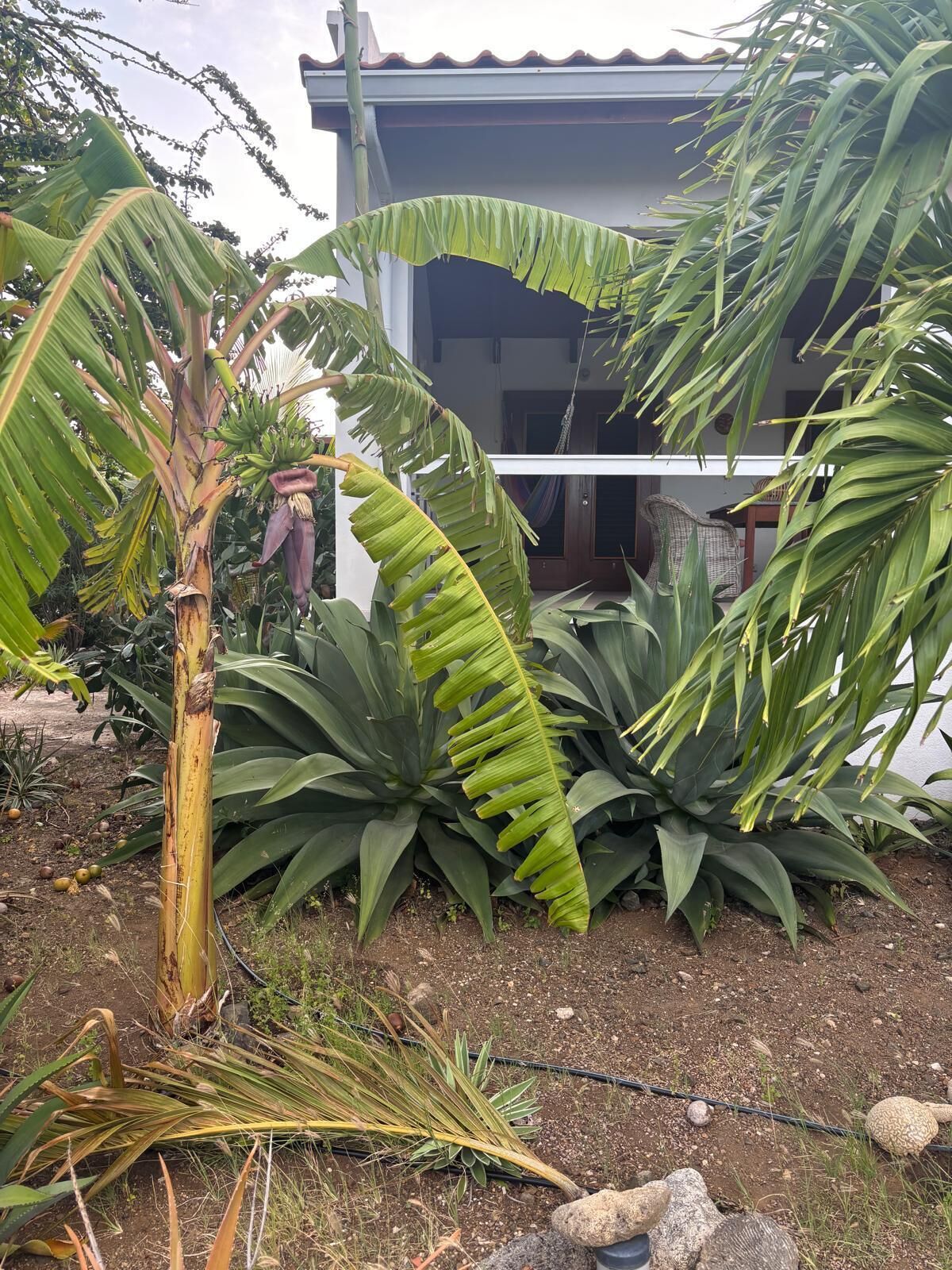 A garden with large tropical plants, a house with a white exterior, and a visible door.