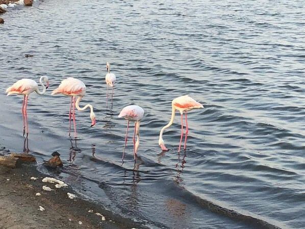 A group of flamingos standing in shallow water. - Vacation Apartment 100 Meters from the Beach - Vacation Apartment 100 Meters from the Beach (San Pedro del Pinatar)