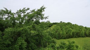 Un paisaje exuberante con follaje denso y una colina cubierta de hierba.