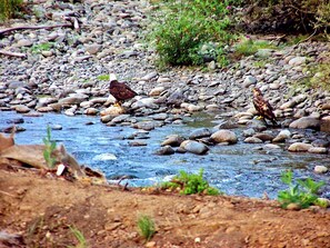 Miscellaneous - Lovely, fully equipped campground in Sequim perfect for outdoor adventures. (Sequim)