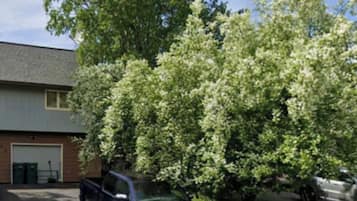 A residential driveway with a parked truck and a car, a garage, and a large tree.