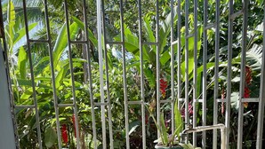Property grounds - 🌋Near La Fortuna : Private villa with private pool surrounded by nature (Provincia de Alajuela)