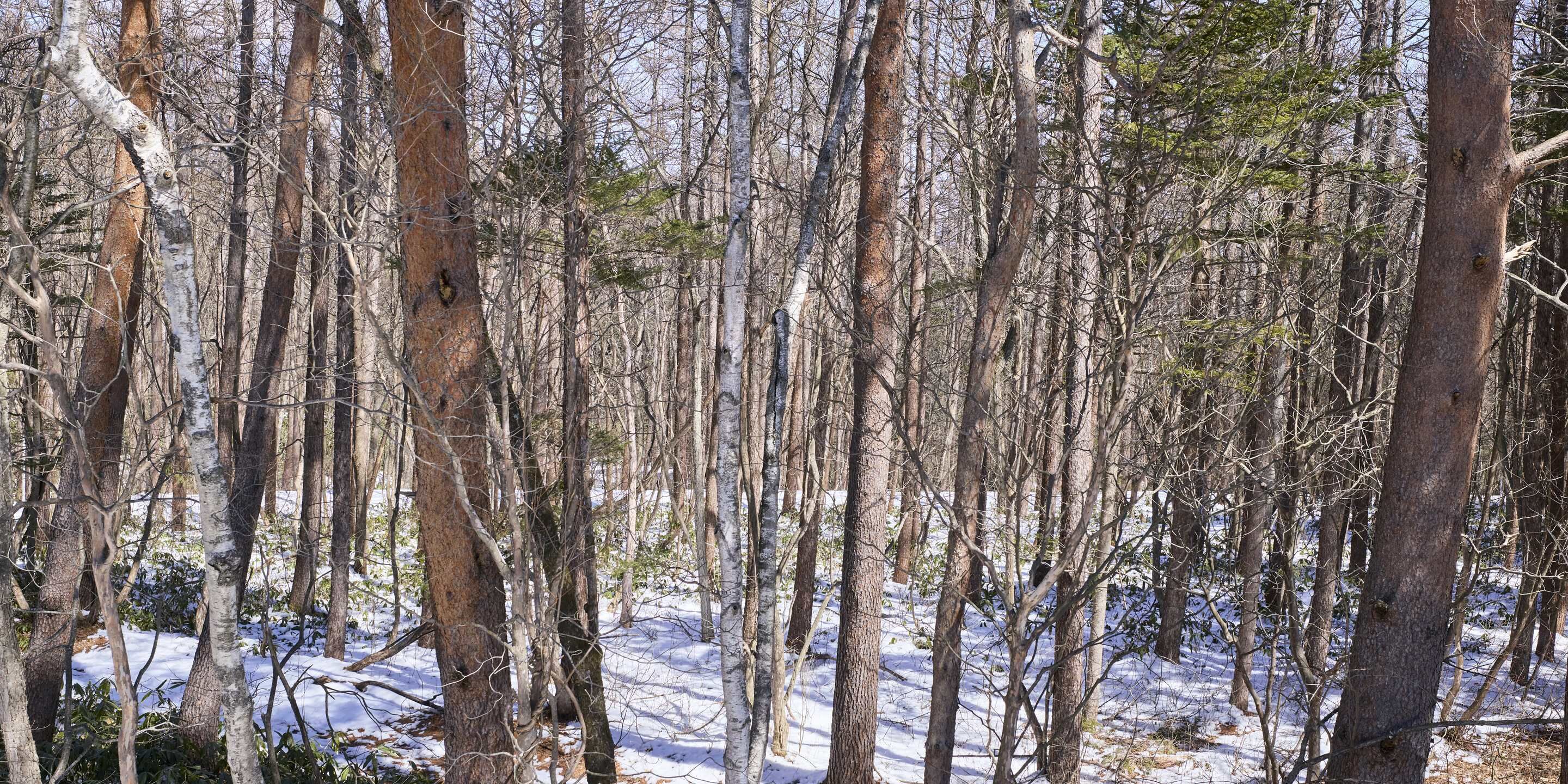 A dense forest with tall trees and a snow-covered ground.