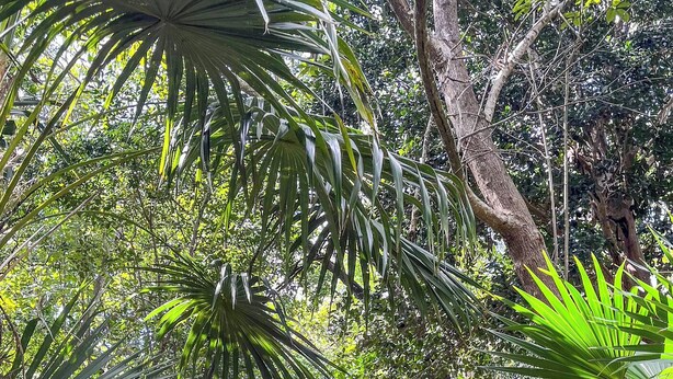 Un chemin en béton bordé d’une végétation tropicale luxuriante.