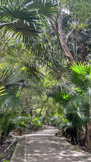 Uma trilha de concreto ladeada por vegetação tropical exuberante.