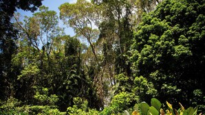 A lush garden with dense foliage, a paved path, and a yellow chair. - Luxury Rainforest Studio with Moroccan-Inspired Design & Lush Gardens (Kuranda)