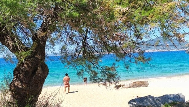 A beach with a tree, a person, and a dog. - 2-room apartment in residence with swimming pool overlooking Ajaccio bay (Porticcio)
