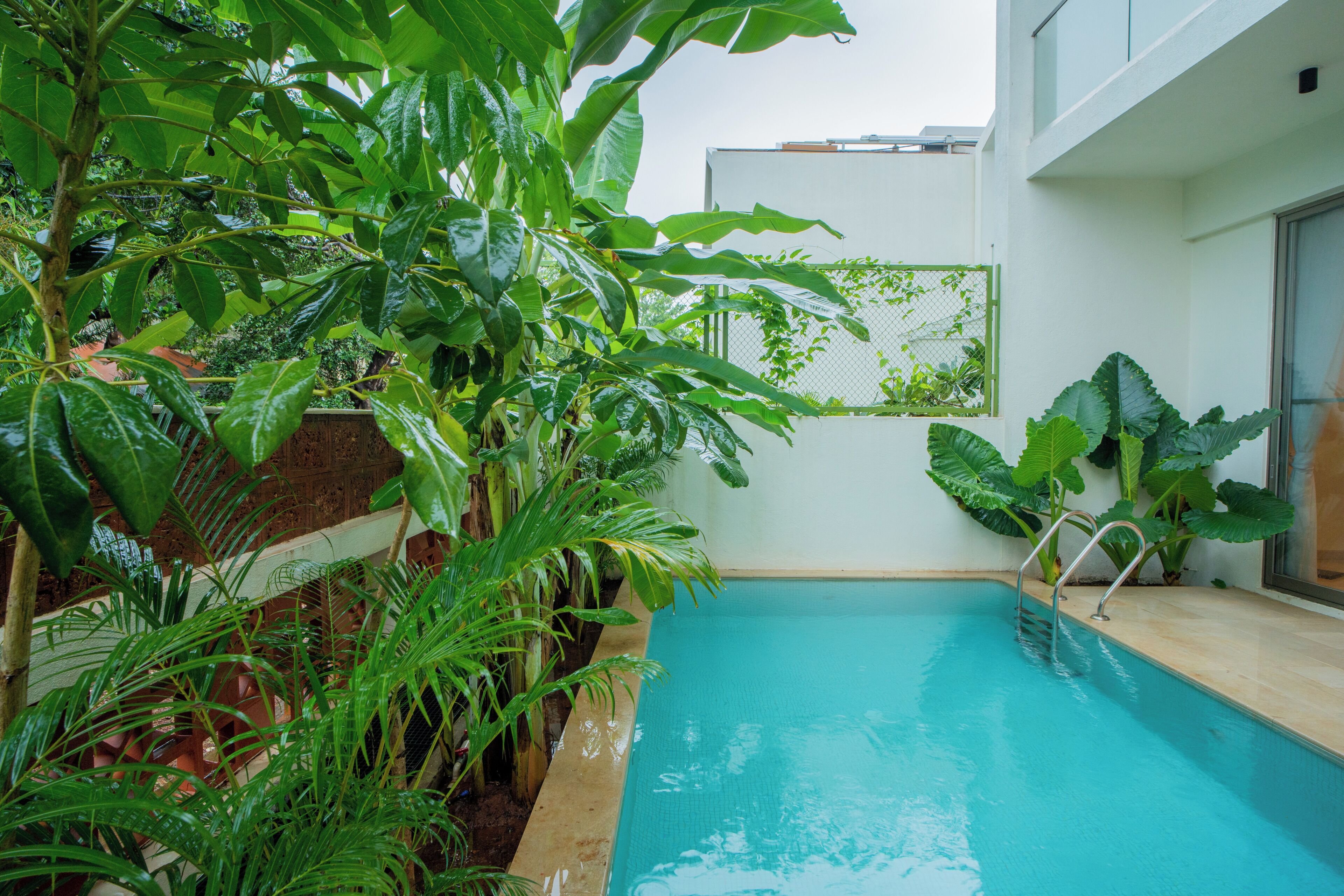 A swimming pool surrounded by lush greenery, a metal ladder, and a white wall with a window.