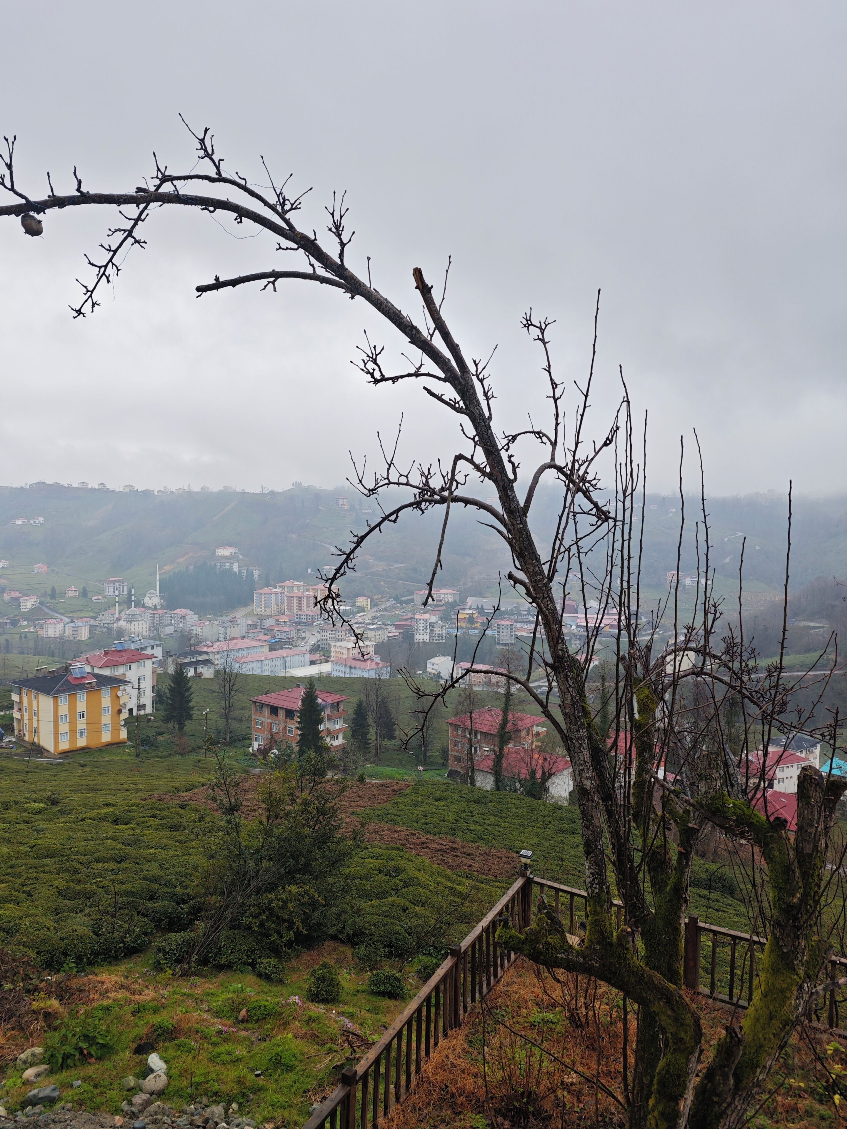 A view of a town with buildings and a tree in the foreground.